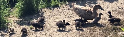 Sweetie ducklings.jpg Sweetie ducklings.jpg