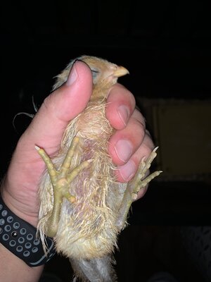 IMG_4814.jpeg