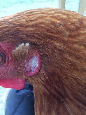 chick.jpg