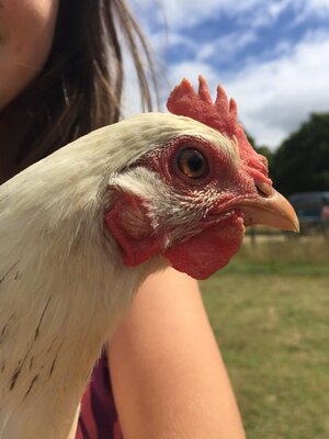 chick1.jpg