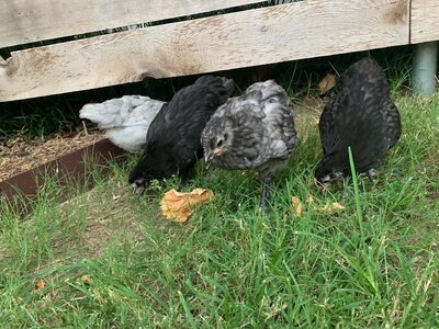 Australorps - 7 weeks.jpg