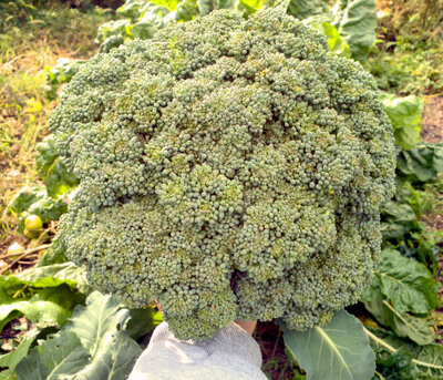 Broccoli (2).jpg