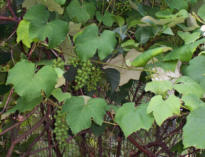 grapes (2).jpg