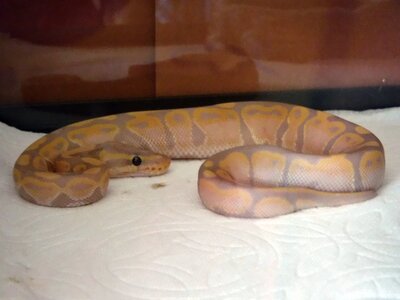 Banana Ball Python.JPG Banana Ball Python.JPG