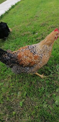 IMG_20200717_174715.jpg