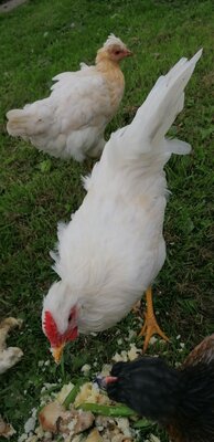 IMG_20200717_174636.jpg