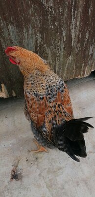 IMG_20200717_174550.jpg