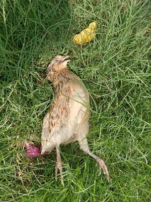 IMG20200718154915.jpg