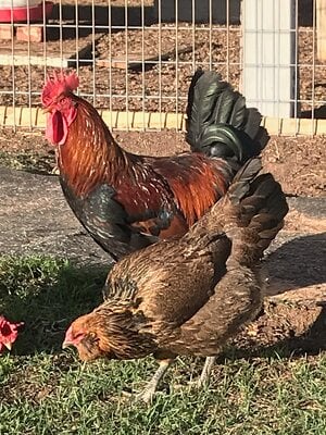 Things we learned during our first year of keeping chickens