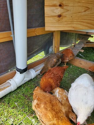 New Chicken feeder.jpg