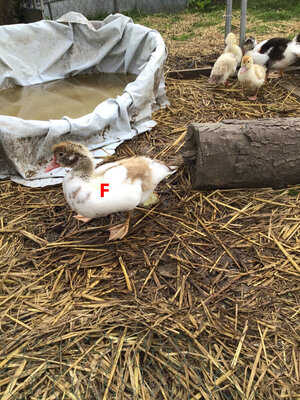 D008F865-CD19-47E2-AE93-3C5A67D6AF06.jpeg