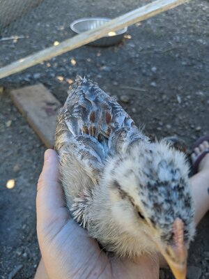 Chick1.1.jpg