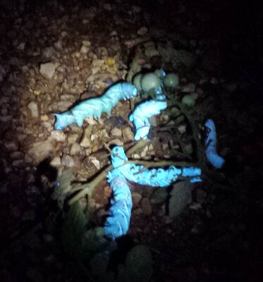 hornworm-02.jpg