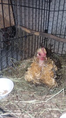 Chicken in the water trough.