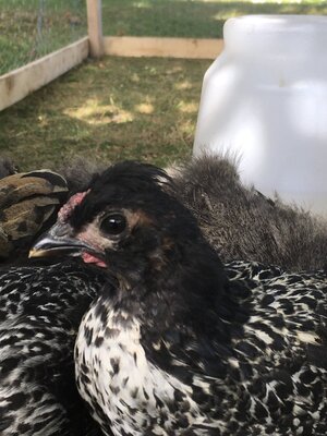 BirdB.JPG