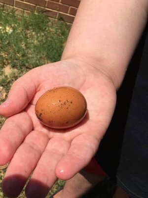 First Egg 1.jpg