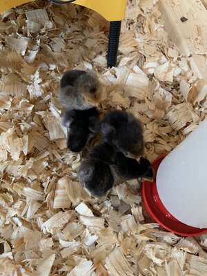 Meyer chicks.JPG