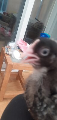 20200723_161753.jpg