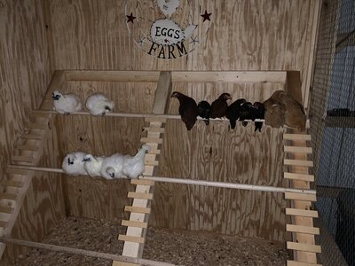 Pole barn coop with attached run