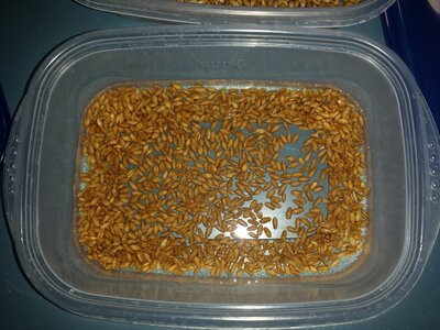 sprouts-02.jpg