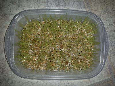sprouts-06.jpg
