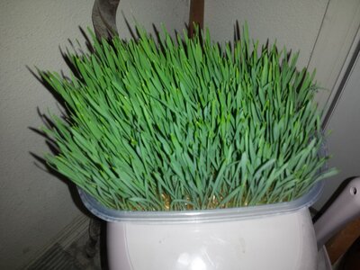sprouts-09.jpg