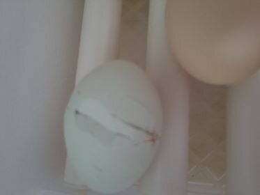 Broken egg.jpg