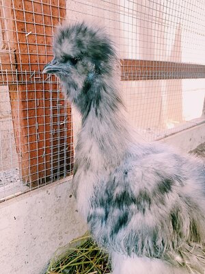silkie 14 weeks.jpg