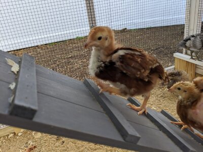 IMG_20200704_185810 (1).jpg