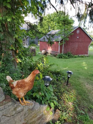 Chicken1.jpg