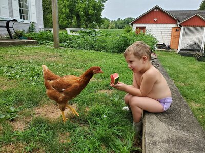 Chicken2.jpg