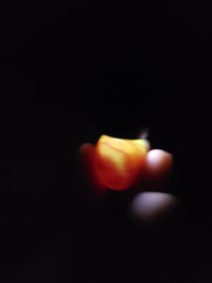 20200725_155146.jpg