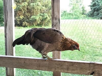 Misconceptions About Curved Tail Feathers in Easter Egger Juveniles