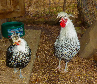 hen and rooster.jpg