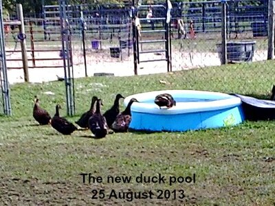 13aug25dux131.jpg