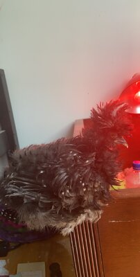 68100926-7E3E-4582-A634-7E0D894871C3.jpeg