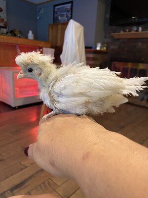 White Crested Polish Bantam (White).jpeg