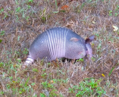 armadillo 7-31.jpg