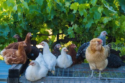 Chickens on tractor.jpg