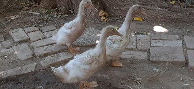 20200801_130626.jpg