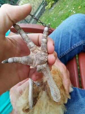 czeskanogadoll1.jpg