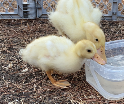 Screen Shot 2020-08-02 at 8.40.03 AM.png