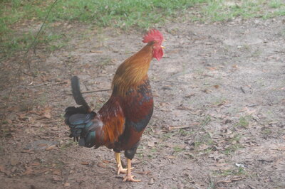 rooster El Jepe.JPG