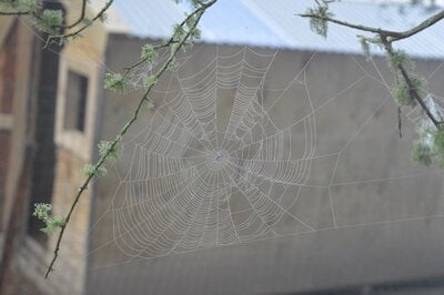 Cobweb 2.jpg