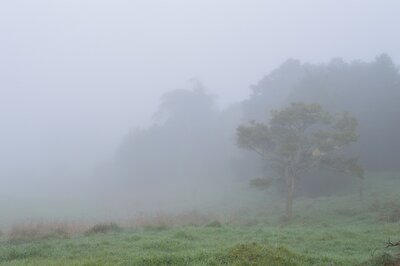 Misty 2.jpg