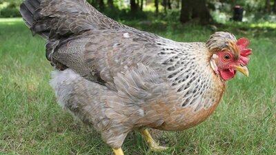 A list of the top egg laying chickens