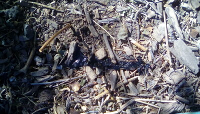 IMG_20200802_101132.jpg IMG_20200802_101132.jpg