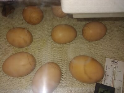 eggs-20200514_091151.jpg