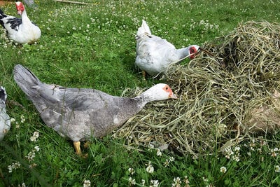 Beginner's Guide to Making Your Own Hay