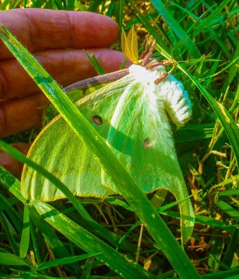 luna moth b.jpg